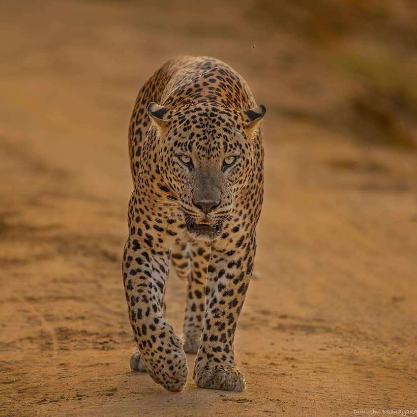 Yala National Park: 7 hours or 12 hours Leopard Wild Safari - Key Points