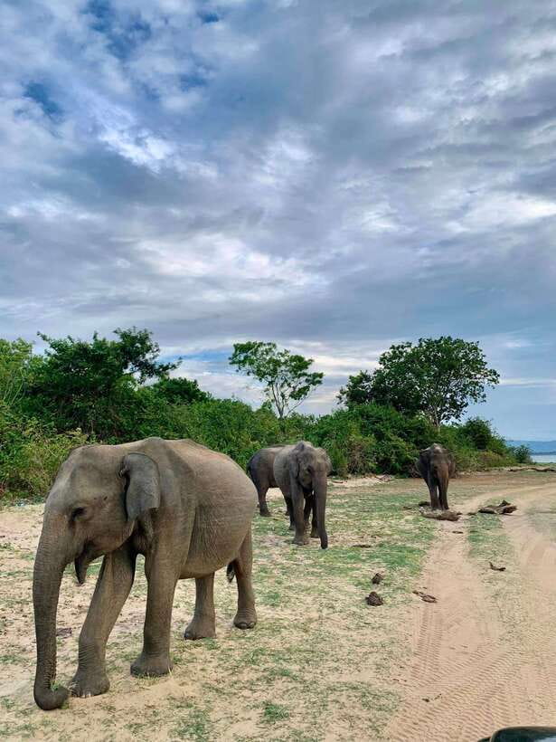 Yala National Park - All Inclusive Safari Day Tour - The Itinerary: What to Expect