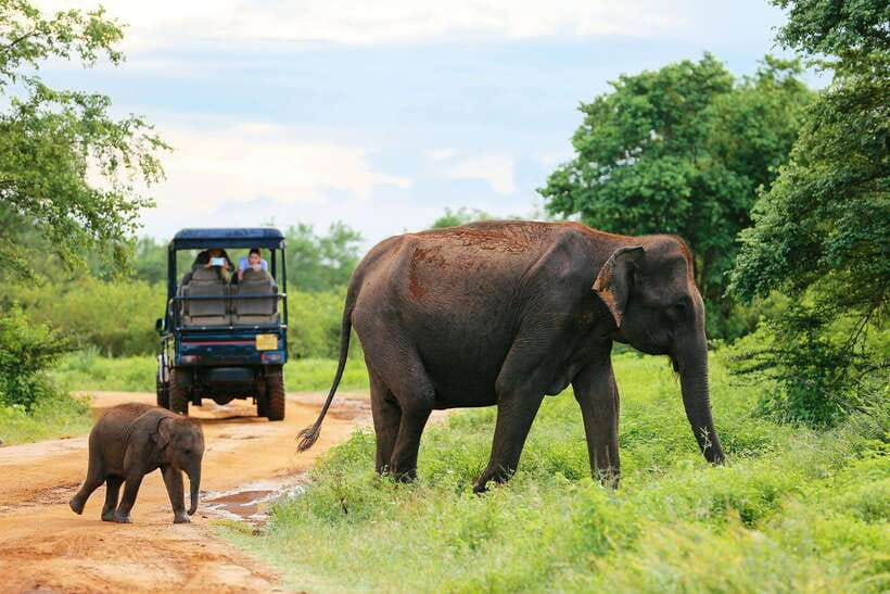 YALA National Park - HALF DAY or FULL DAY TOUR - The Itinerary: Breaking Down the Journey