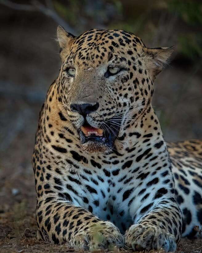 Yala National Park Half Day Safari - Why This Tour Works Well