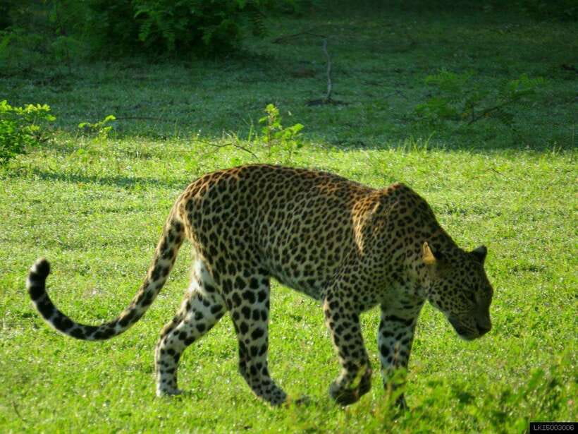 Yala National Park: Jeep Safari From Colombo and Negombo - What Makes Yala a Wildlife Paradise?