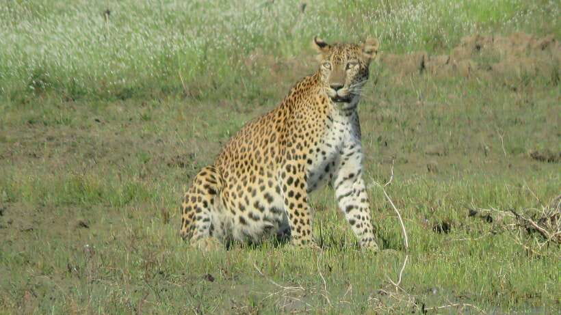 Yala National Park Jeep Safari: Leopards, Elephants & Wild - The Itinerary Breakdown: What to Expect