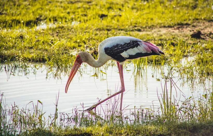 Yala National Park: Leopard Safari Half/Full-Day Safari - Detailed Overview of the Tour