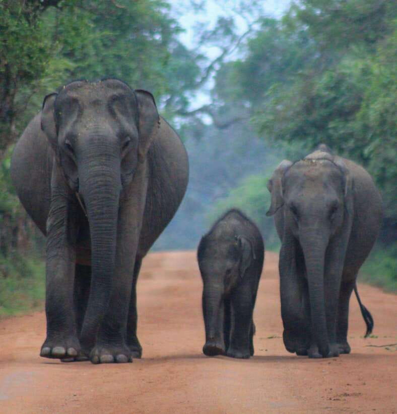 Yala National Park: Morning Half day Safari Tour - Practical Tips for Making the Most of Your Safari