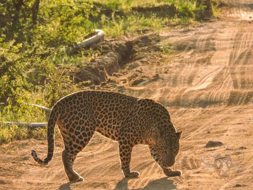 Yala National Park: Morning or Afternoon Safari Tour (5 h) - The Itinerary Breakdown
