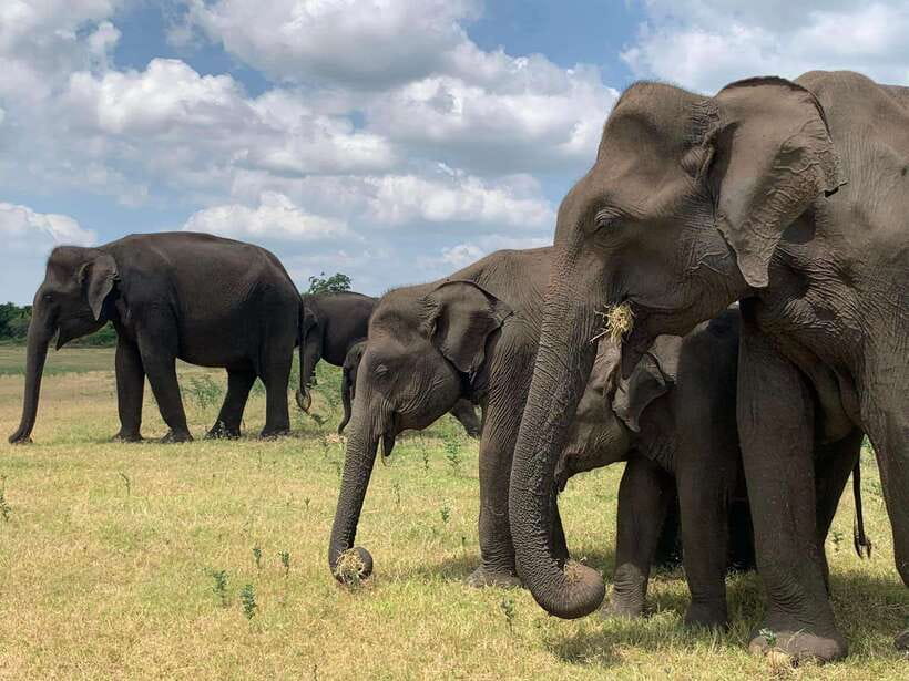 Yala National Park: Morning or Afternoon Safari - Who Will Enjoy This Safari?