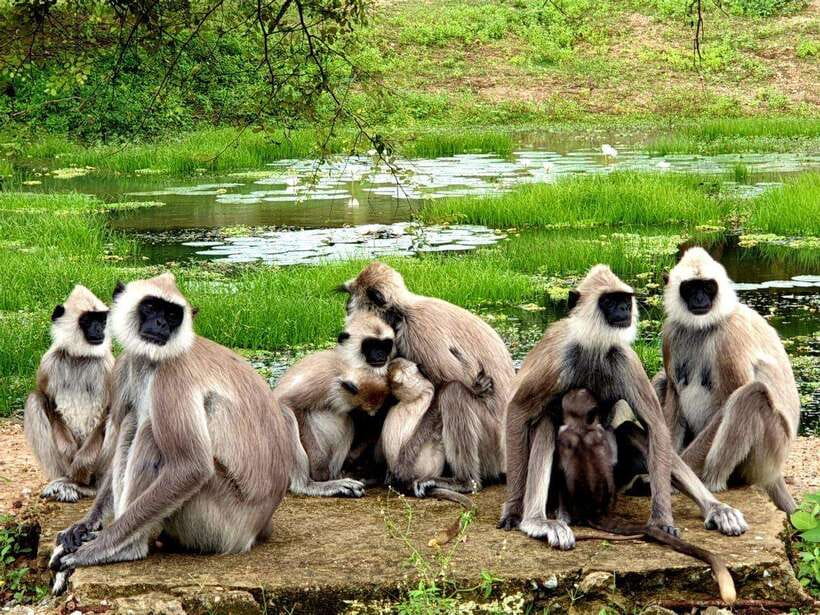 Yala National Park Safari : 7 hour Safari with Breakfast - The Sum Up