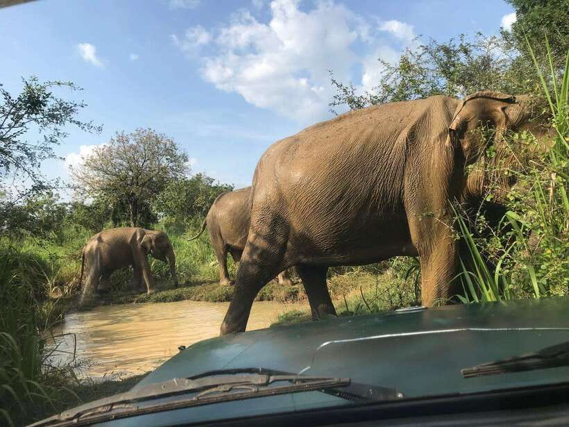 Yala National Park Safari Adventure(Half Day tour) 5 Hour - The Itinerary and Its Highlights