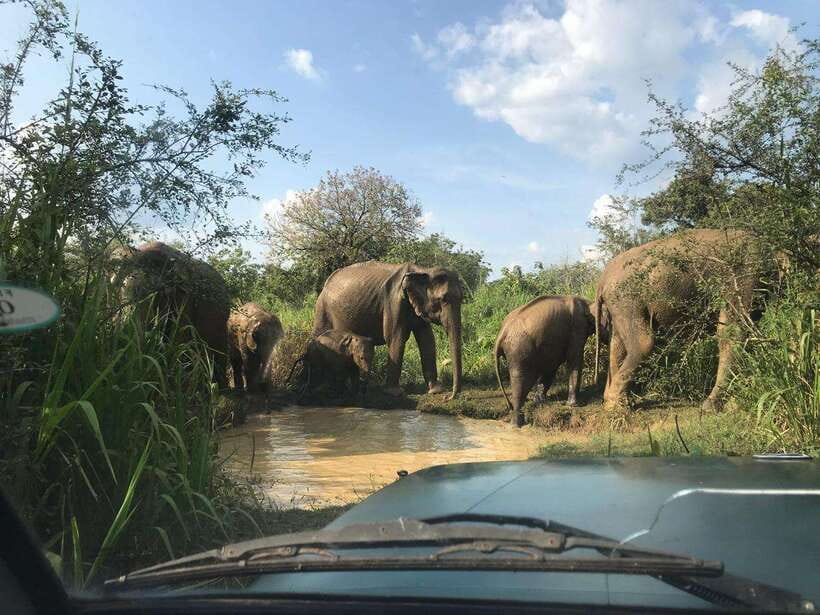 Yala National Park Safari from Ella (+ Jeep) - An In-depth Look at the Yala Safari Experience