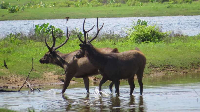 Yala National Park Safari from Weligama - Who Should Consider This Tour?