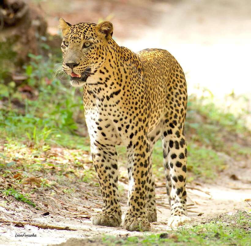 Yala National Park Safari : Half Day or Full Day Tours - What Makes This Tour Stand Out?
