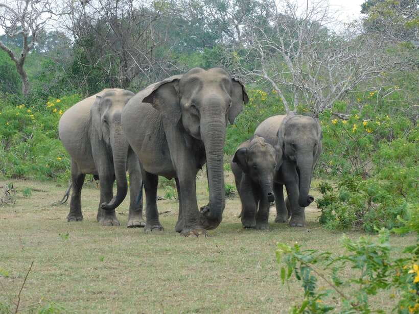 Yala National Park Safari Tour from Hambantota Port - Introduction: Why Consider This Yala Safari?