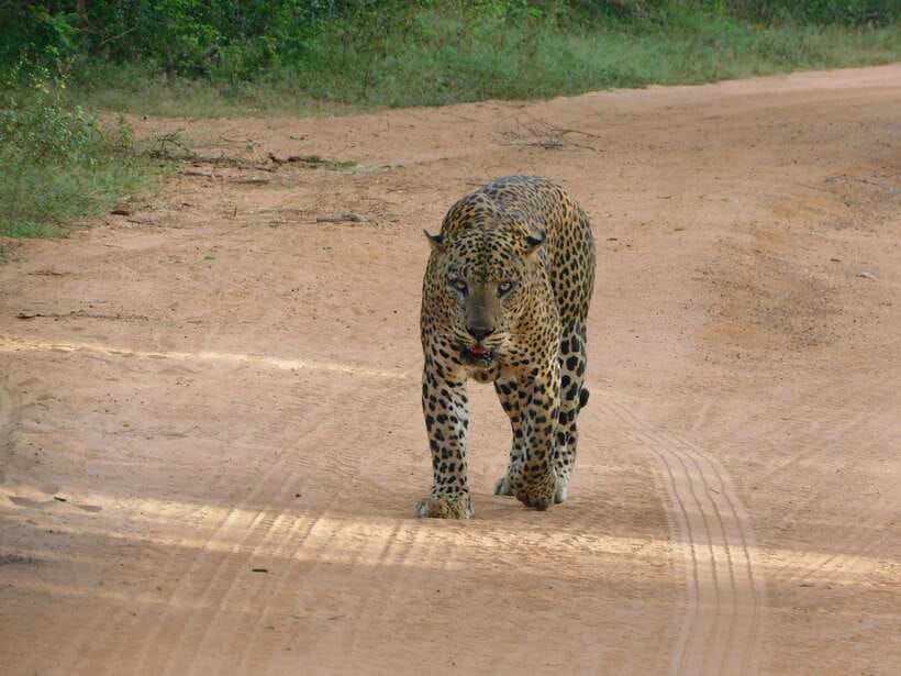 Yala National Park Safari Tours : 7 hours & 12 hours - Entering Yala: Setting Off on Your Wildlife Adventure