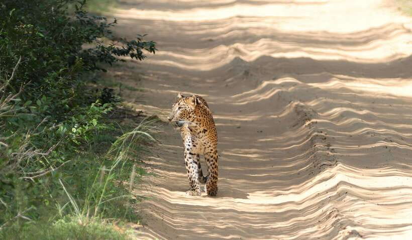 Yala Safari Tour from Galle/Mirissa/Matara/Tangalle/Ella - Detailed Itinerary Breakdown