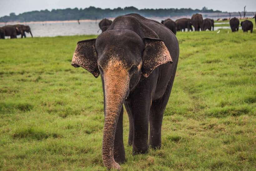 YALA SAFARI TOUR from TANGALLE/HIRIKETIYA/MIRISSA/GALLE - The Experience: An In-Depth Look at the Safari Tour