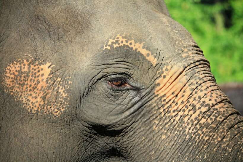YALA SAFARI TOUR with Galle/Mirissa/Tangalle/Ella Transfers - Value and Pricing: Is it Worth It?