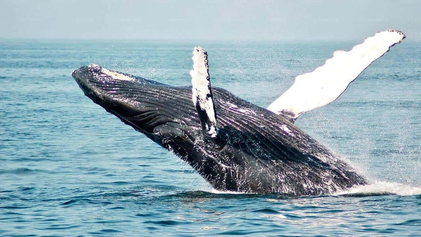 Yala Safari,Mirissa Whale Watching & Galle Fort Night Escape - Transport, Timing, and Value