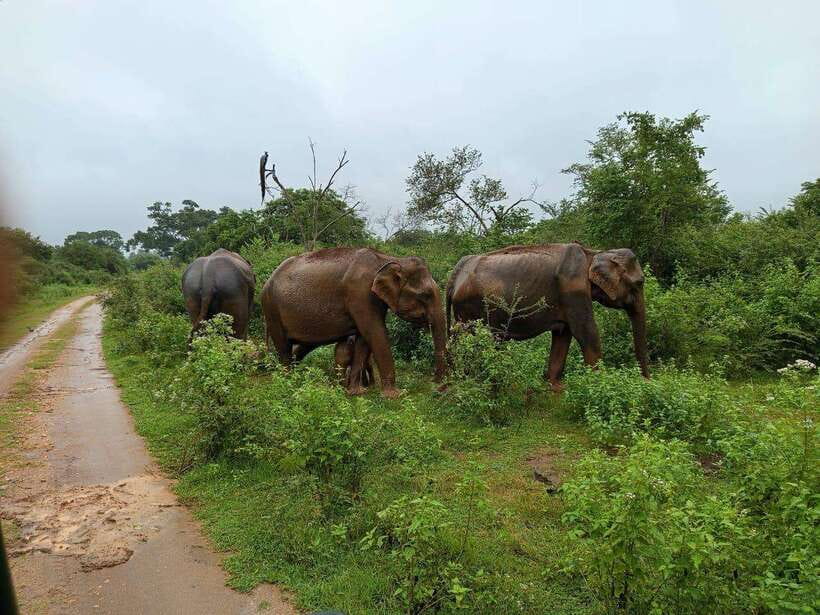 Yala, Udawalawe Safari & Elephant Home Lifetime Experience - Wildlife You Might See