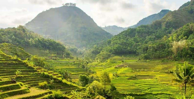 YOGYAKARTA; EXPLORE SELOGRIYO RICE FIELDS & MENDUT TEMPLE. - Visiting Mendut Temple