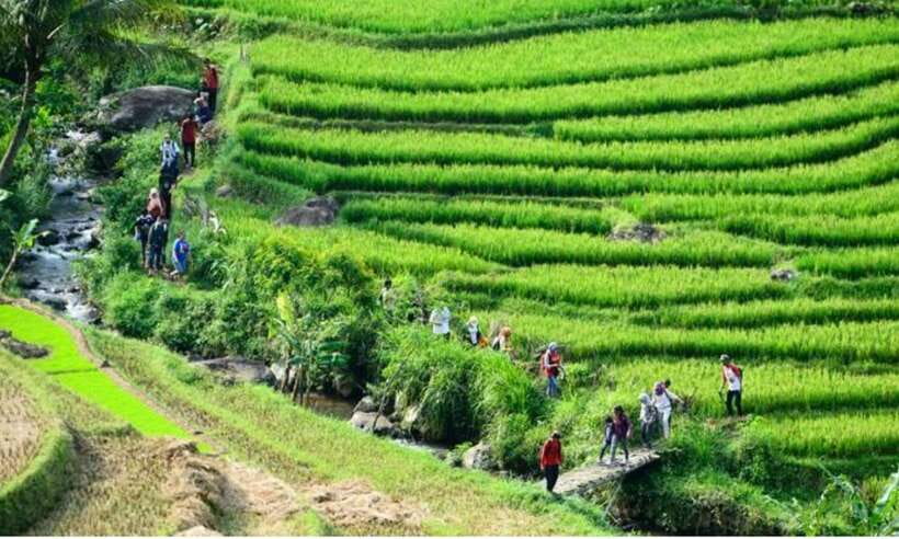 Yogyakarta Rice Terraces Hike and Kedungkayang Waterfall - The Ancient Selogriyo Temple