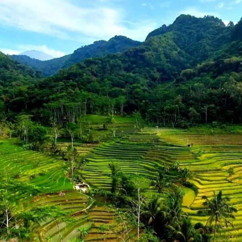 Yogyakarta; Selogriyo Tempel & Tracking Terrased Rice Fields - The Beauty of Terraced Rice Fields