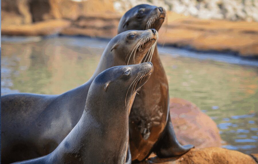 Yorkshire Wildlife Park: Entry Ticket - Who Is This Experience Best For?