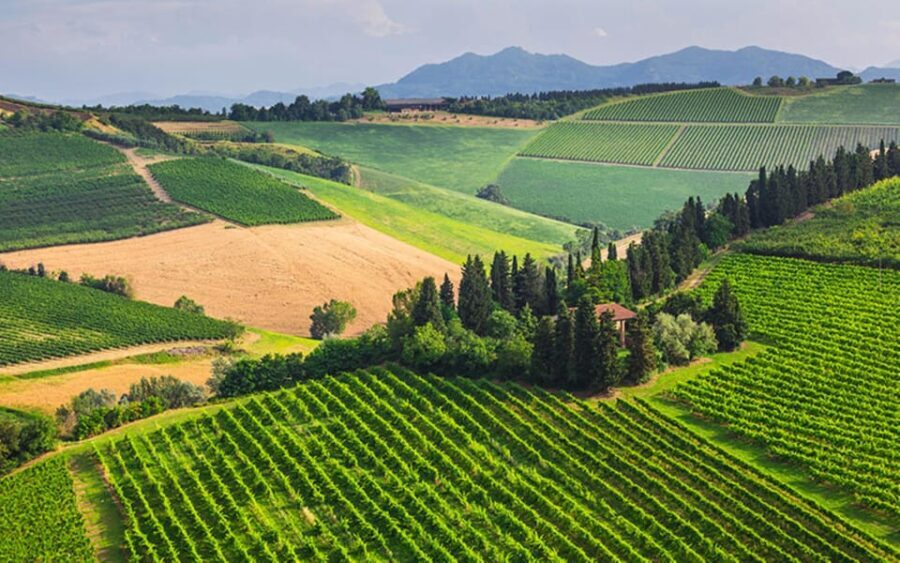 YOUR HONEYMOON IN TUSCANY: Private Chianti Wine Tasting Tour - What’s Included and What’s Not