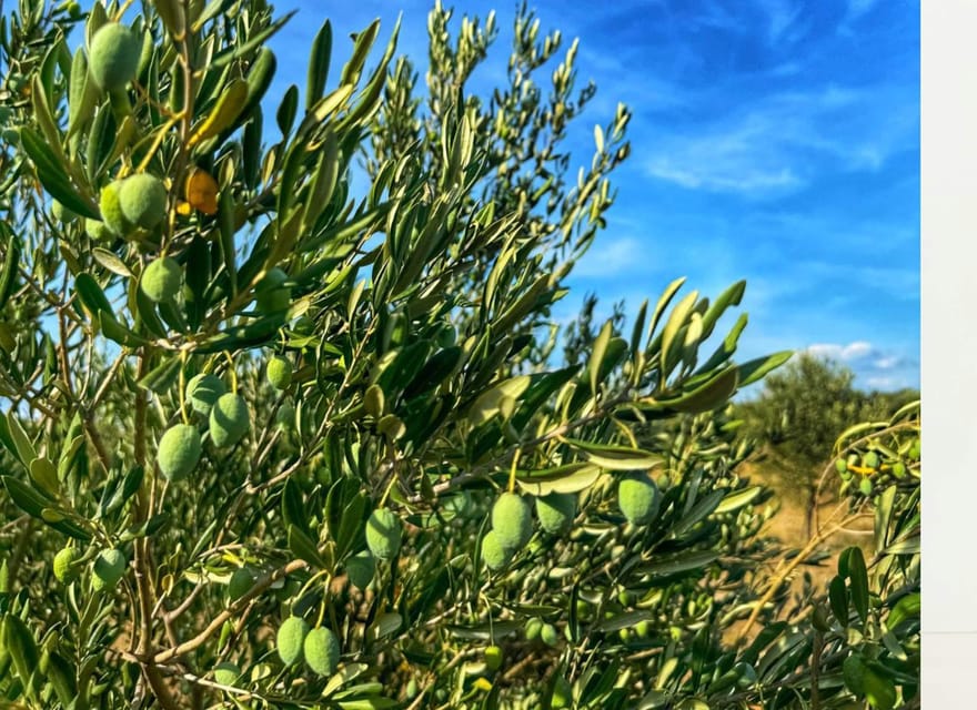 Zadar: Krka falls, olive mill, lunch, oil & wine tasting - What’s the Real Value here?