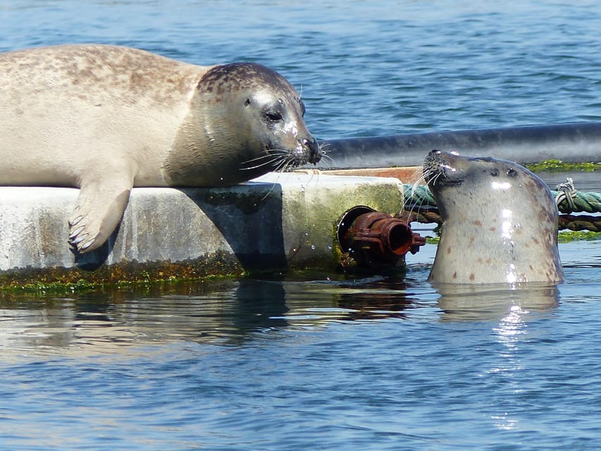 Zeeland Zeehonden strand safari NL/DE - Who Would Love This Tour?