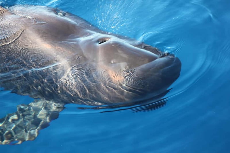3H Shared Barrier-Free Cruise with Turtles Dolphins & Whales - The Tour Experience in Detail