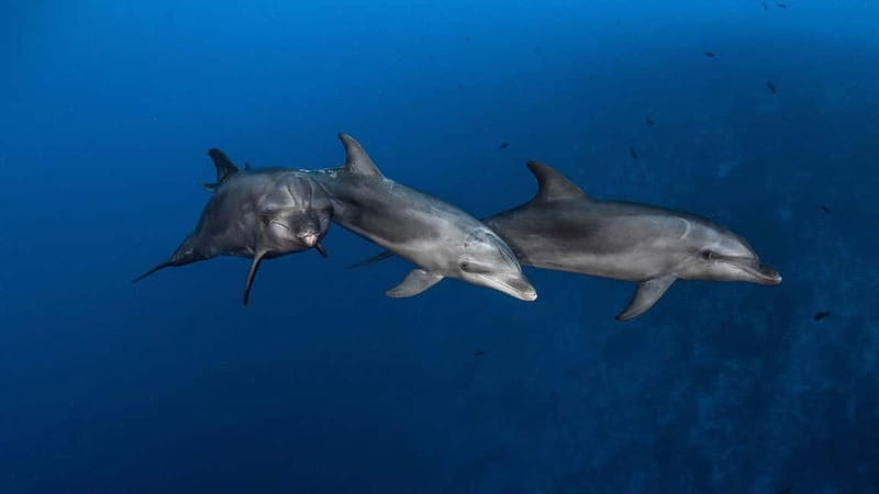 3h Whale Watching Private Tour Costa Adeje Lina7 Mizendoha - What Travelers Are Saying