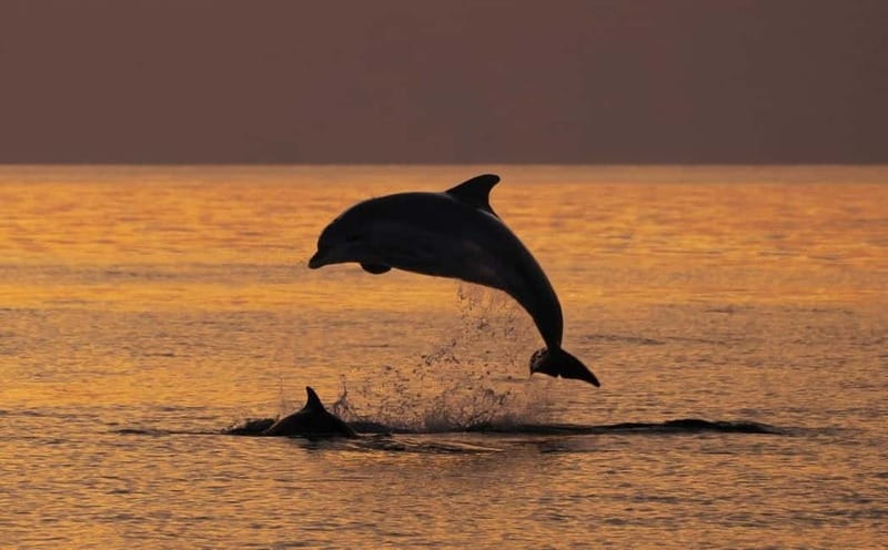 3hours Dolphin Sunset watching with unlimited drinks +dinner - Final Thoughts