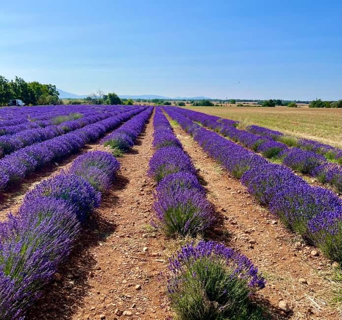 Aix en Provence: Lavender Fields & LOccitane Factory - What Makes This Tour Worth It?  