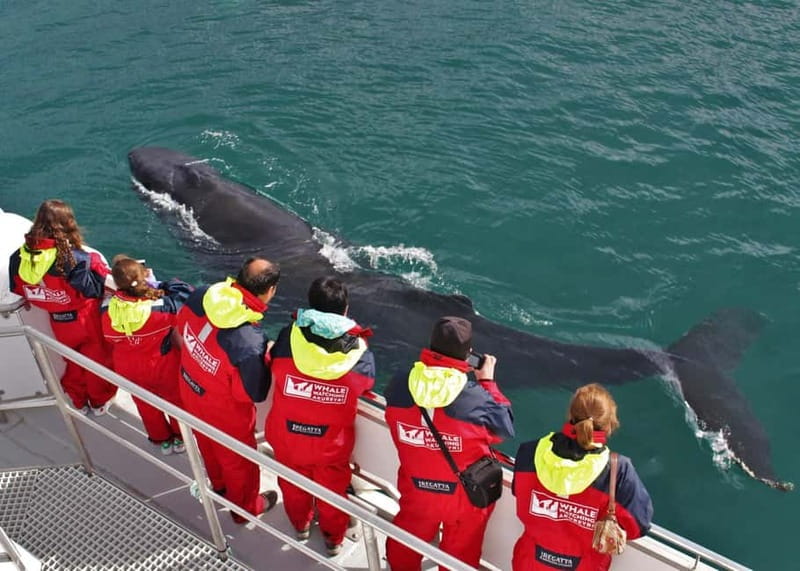 Akureyri: Food Walk and Whale Watching Tour - Practical Details and Tips
