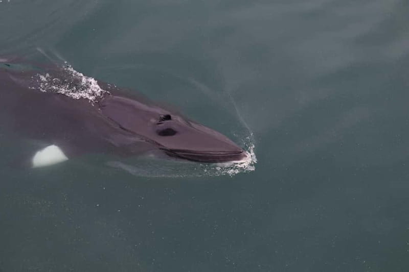 Akureyri: Whale Watching Shore Excursions - Final Thoughts
