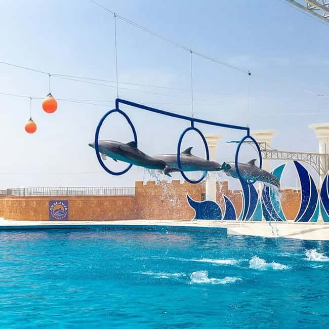Alanya: Sealanya Dolphinpark Dolphin Show Tour - What to Expect from the Tour