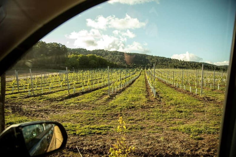 Albariño Wine Tour: Taste, Learn & Take Home a Special Gift - Winery and Cellar Tour