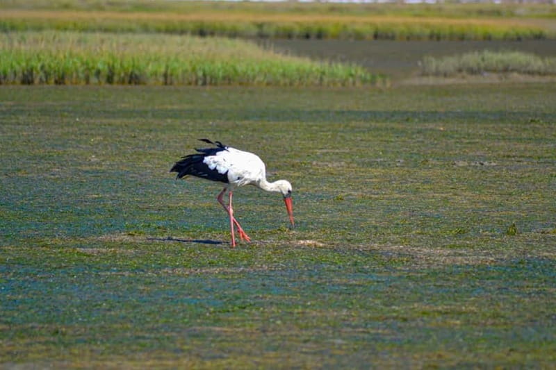 Algarve: Olhão Highlights Tour and Ria Formosa Boat Trip - What Makes This Tour Stand Out?