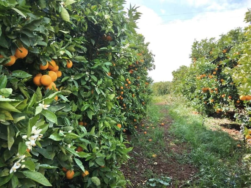 Algarve: Silves, Orange Grove & Monchique Mountains Tour - Who This Tour Is Best For