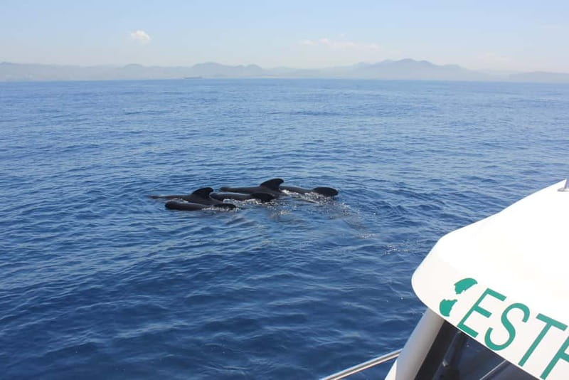 Algeciras: Dolphin and whale watching in reduced groups - Why This Tour Offers Great Value  