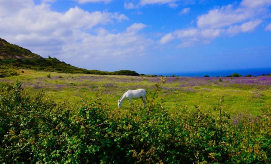Alghero: Nature, Culture and Breathtaking Views Tour by Jeep - Price and Value