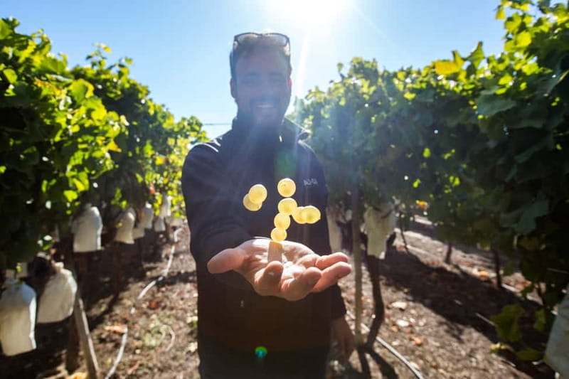 Alicante: Countryside Wine Tour with 4 Tastings - Analyzing the Value