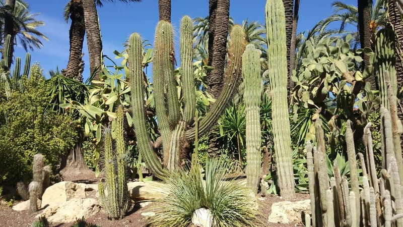 Alicante: UNESCO Heritage Palm grove & Artistic Garden Tour - Practical Details and How the Tour Works