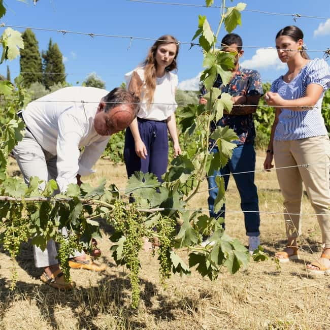 All Tuscany Wine Tour - The Wines and Their Significance