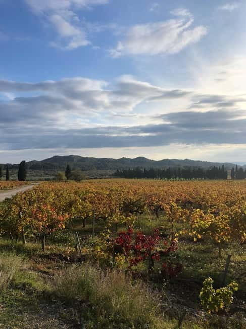 Alpilles: Tours, wine tastings and bistronomic restaurant - The Vineyard Visits and Wine Tastings