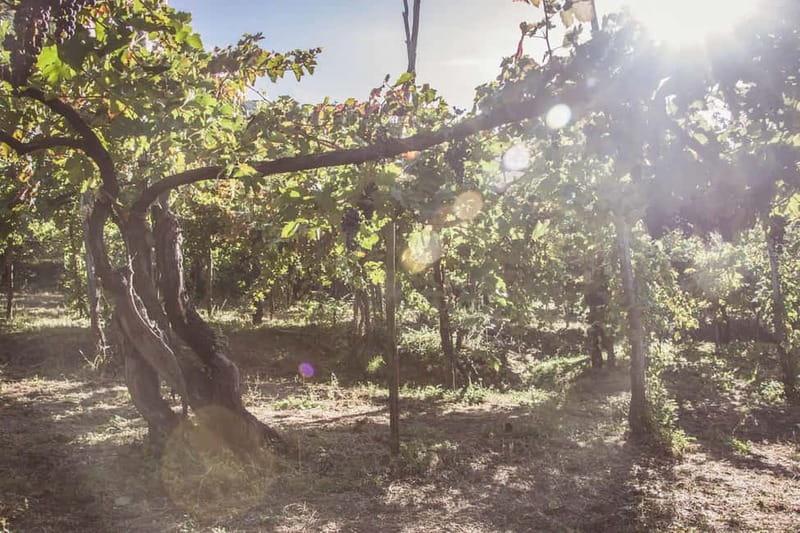 Amalfi Coast: Vineyard Tour with Wine Tasting and Lunch - Who Will Love This Tour?