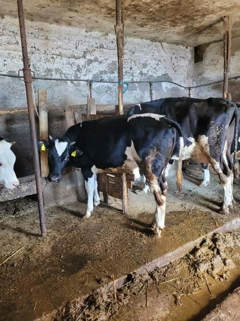 Amalfi: Milk the cows, Make Pasta, Mozzarella and Tiramisù! - Evaluating Value and Practicalities