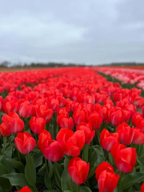 Amsterdam: Private Keukenhof and Free Tulip Tour - A Closer Look at the Value