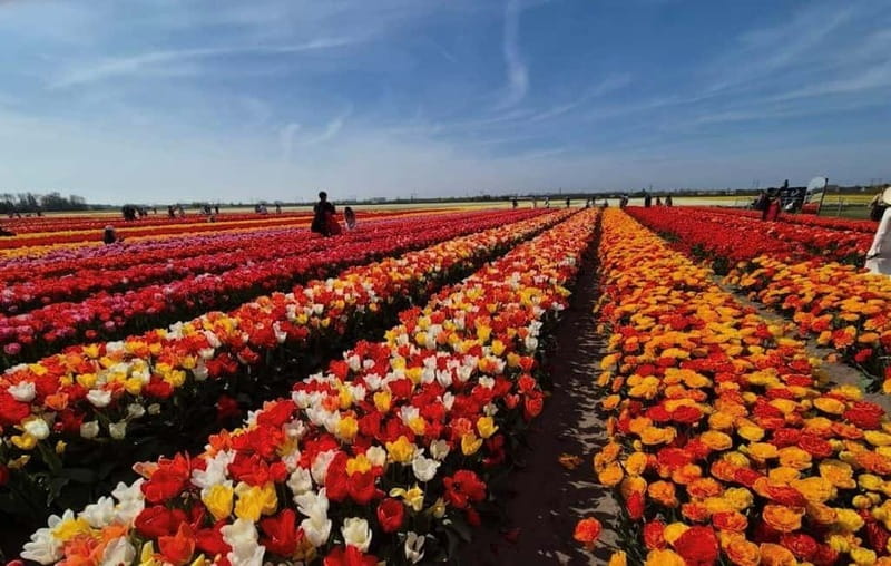 Amsterdam : Tulip Wonderland Tour - Who Will Love This Tour?