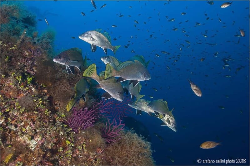 Area Marina Protetta di Tavolara:Battesimo del mare - Who Will Love This Experience?